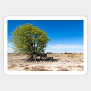 Zebras in the Shadow of the Only Tree - Etosha, Namibia Sticker